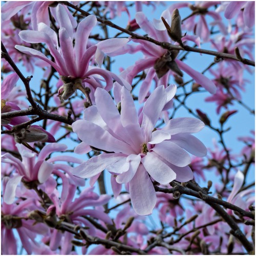 Magnolia stellata rosea 9cm - stellata,
