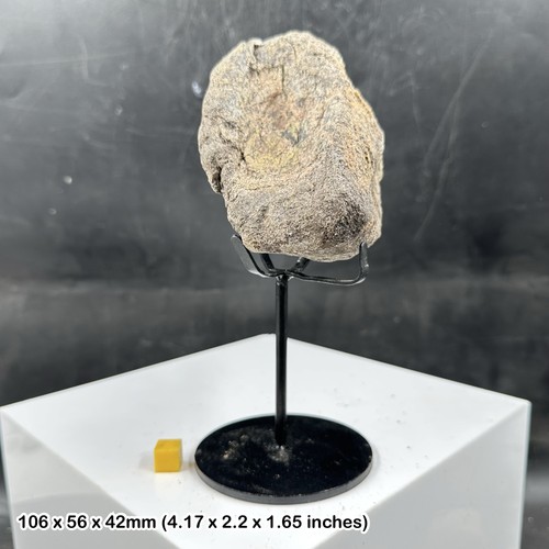 Rare camarasaurus dinosaur - camarasaurus,