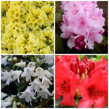 12 X MIXED DWARF RHODODENDRON SHRUBS FLOWERS 