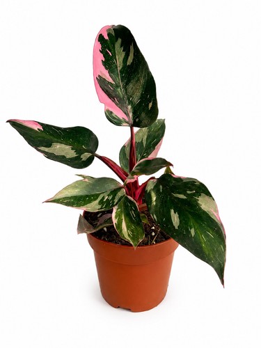 Philodendron pink princess - pink,