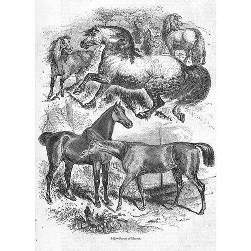Group horses antique - horses,