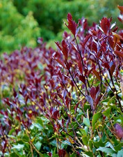 Osmanthus Heterophyllus Purple