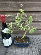 Bonsai Tree's Jap Larch Large