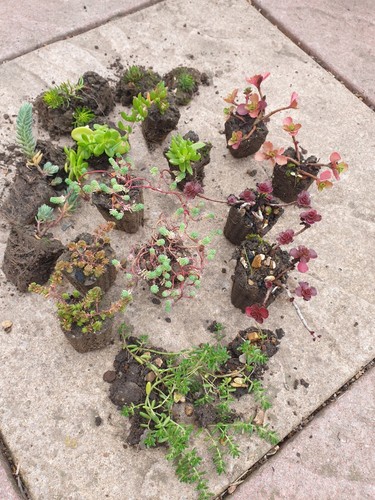 Outdoor succulents frost - 20,