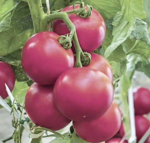 Tomato pink seeds - 40,
