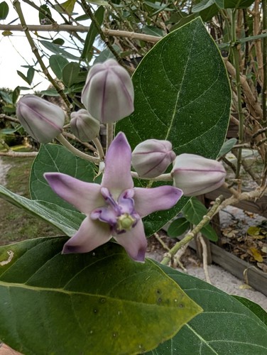 Purple giant milkweed - giant,