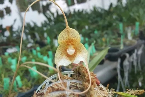 Rare dracula hirsuta yellow - dracula,