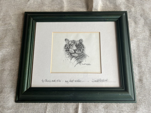 David shepherd signed tiger - shepherd, 'tiger