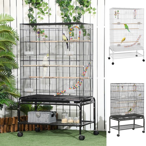 Budgie cage bird - budgie, w/