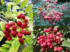 SECHUAN PEPPER COLLECTION, edible spice shrub, rare, Zanthoxylum, 3 species