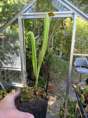 Sarracenia minor north - minor,