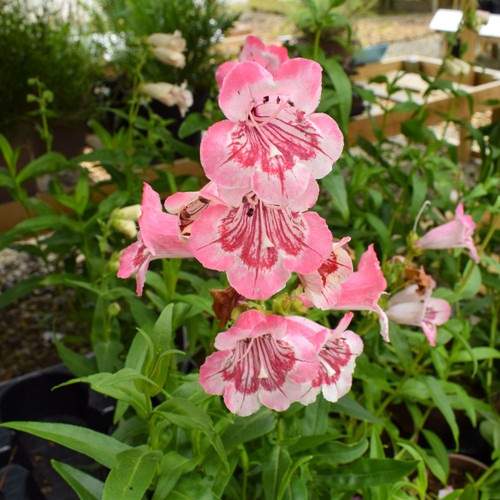 Penstemon strawberries and - strawberries,