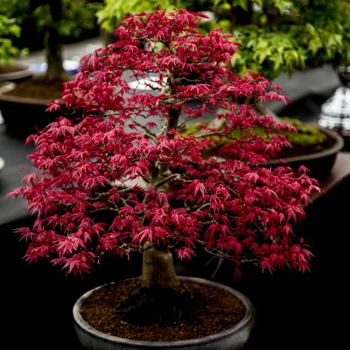 Acer palmatum atropurpureum - acer,