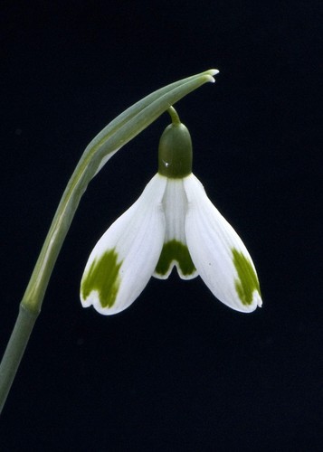 Galanthus green hearts - galanthus, of