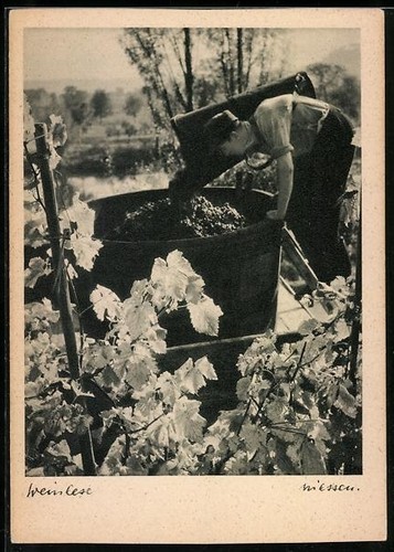 Vineyard workers harvesting - workers,