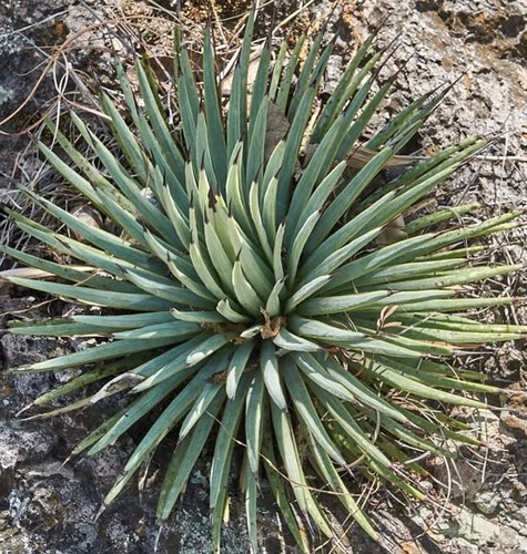 Agave rzedowskiana 8cm - agave,