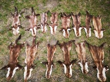 Real marten skins marten fur