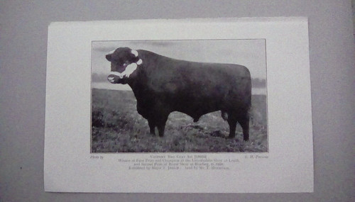 Lincs red shorthorn bull - shorthorn,