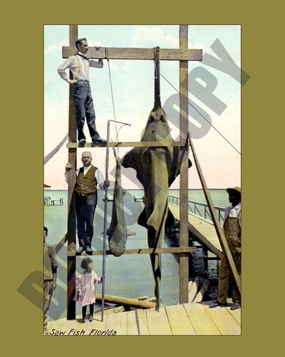 1912 saw fish caught - 1912,