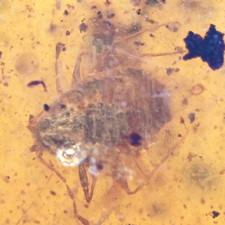 Coccoidea: Scale Insect. Genuine Fossil Inclusion in Burmese Amber. Rare Insect.