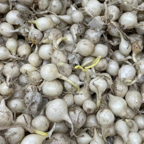 White onion sets - white,