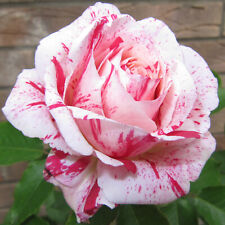 Scentimental - 5.5lt Potted Floribunda Garden Rose - Cream/Red Flecks - Fragrant
