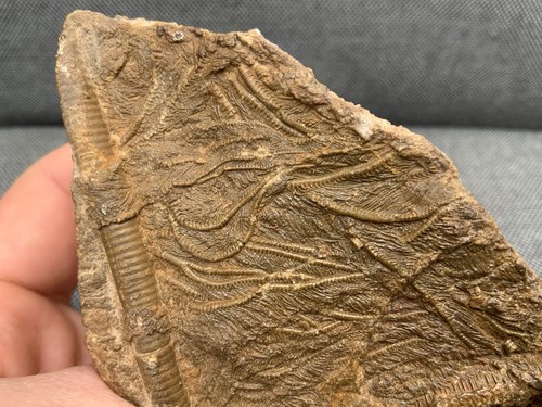 Detailed fossil crinoid - fossil,