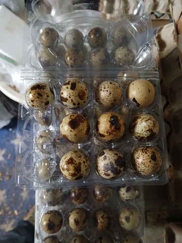 Quail eggs pack fresh - eggs,, for