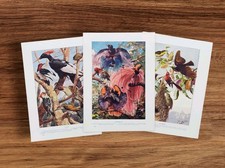 Set Antique 1900 Birds of