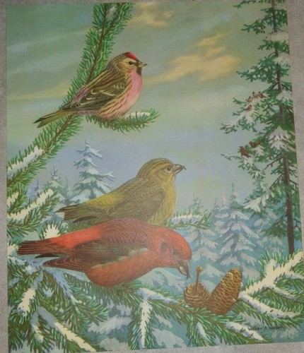 Redpoll american crossbill - redpoll,