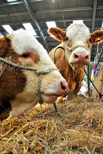 Pedigree simmental cow cattle - simmental,