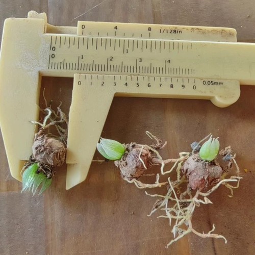 1pieces 1cm seedgrwoth - 1pieces, rare