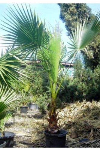 100 robust washingtonia seeds - 100,