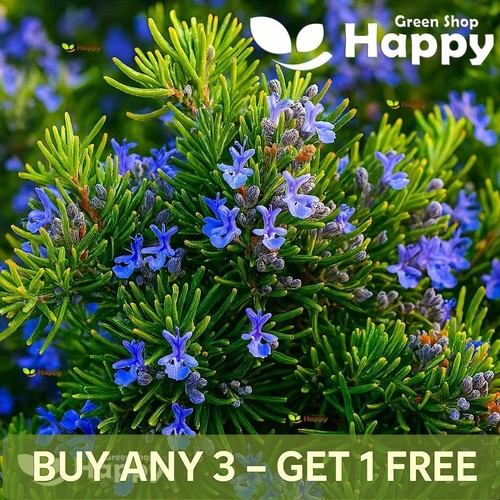 Herb rosemary rosmarinus - herb,
