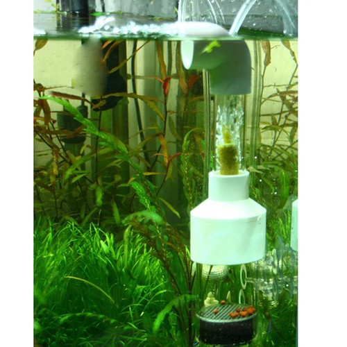 Aquarium egg incubator - aquarium,