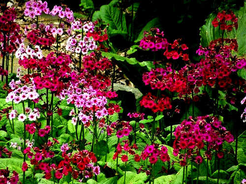 Plug plants primula - plug,