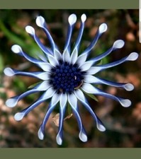 RARE Blue Daisy Osteospermum Whirligig  10 to 100 Fresh Viable Seeds - UK Seller