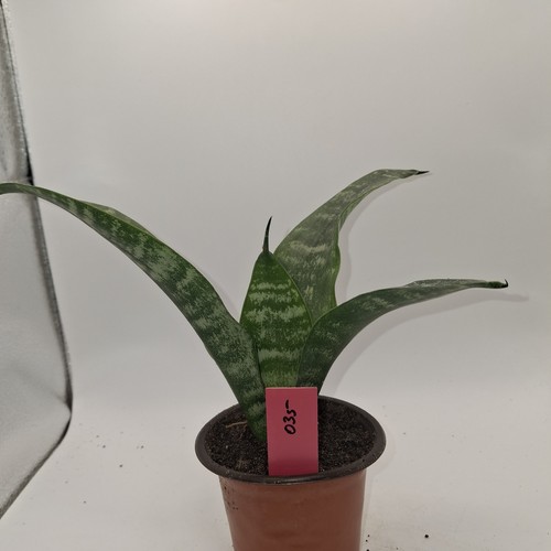 Sansevieria snake plant rooted - sansevieria,