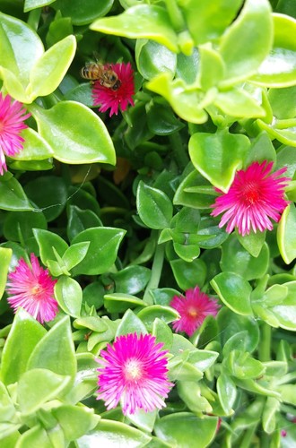 Plant cuttings aptenia - plant,