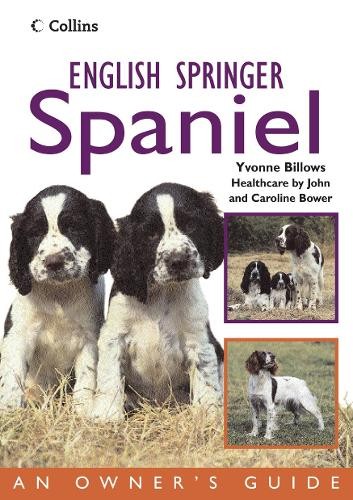 English springer spaniel - english,