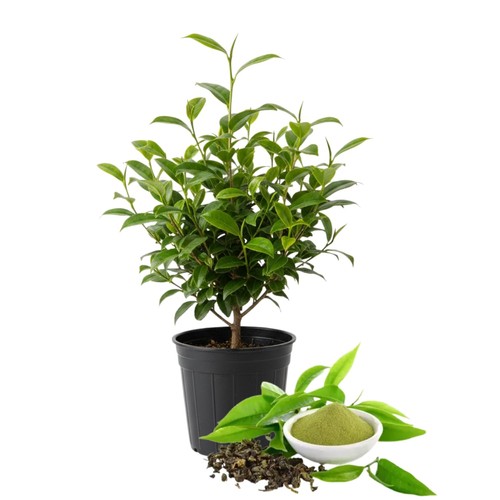 Camellia tea live plant - camellia,