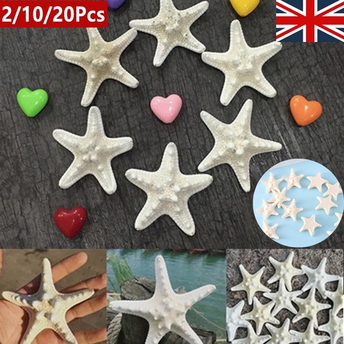 20x dried starfish beach - 1-20x,