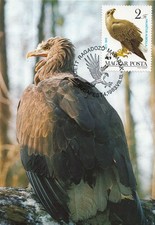 Sea Eagle White-Tailed Eagle