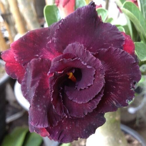 Seeds adenium obesum - 10,