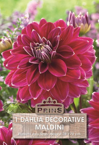 Dahlia bulb tuber - bulb/tuber, decorative