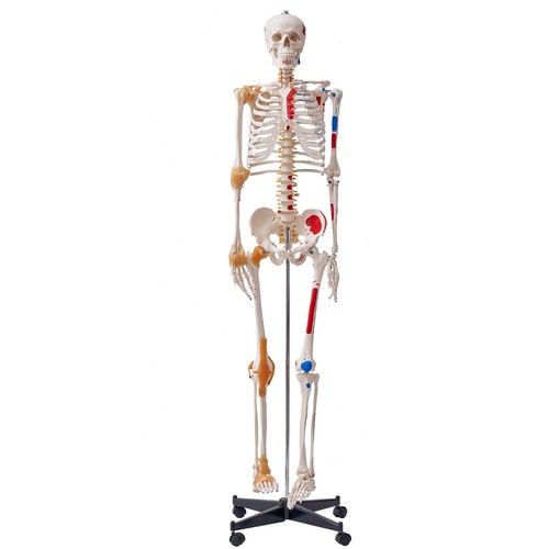 Vevor human skeleton - human,