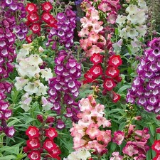 Penstemon arabesque mix - f1,