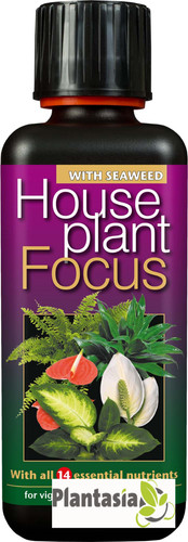 Houseplant focus liquid plant - houseplant,