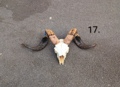 Two tone ram skull - tone, skull,