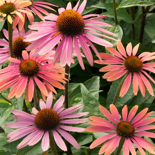 Echinacea summer cocktail - summer,